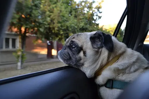 Pet-Hair-Removal--in-Miramonte-California-pet-hair-removal-miramonte-california.jpg-image